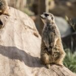 complaints about phone number